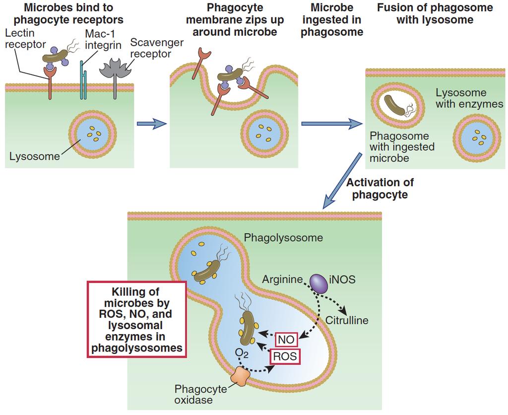 Phagocytosis and Killing of
