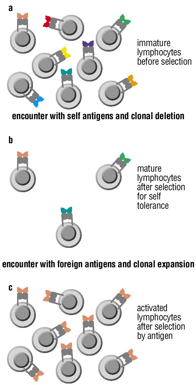 The Clonal Selection Hypothesis Generation of lymphocytes of many specificities Clonal deletion to remove