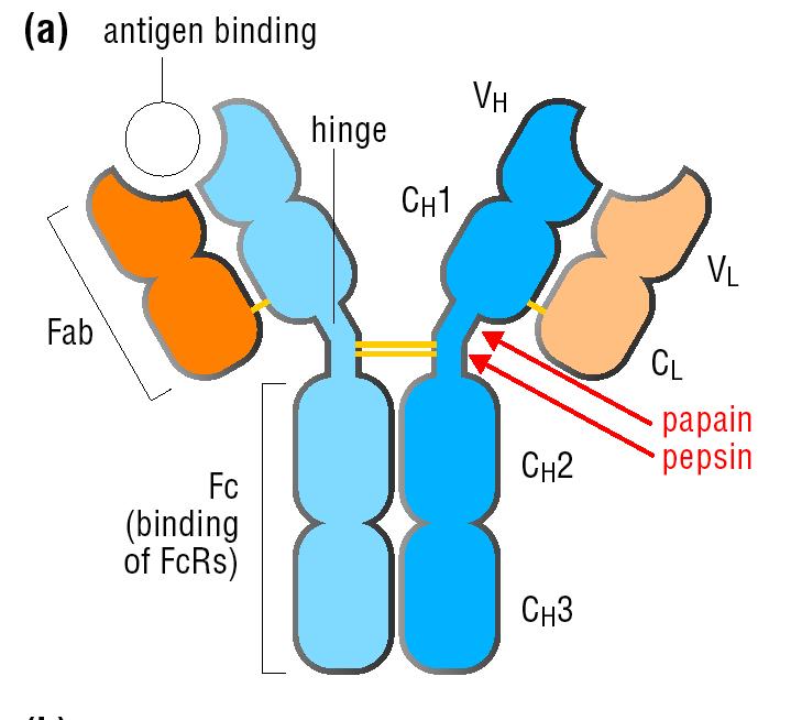 Antibodies bind antigens Two protein components: heavy chain and light