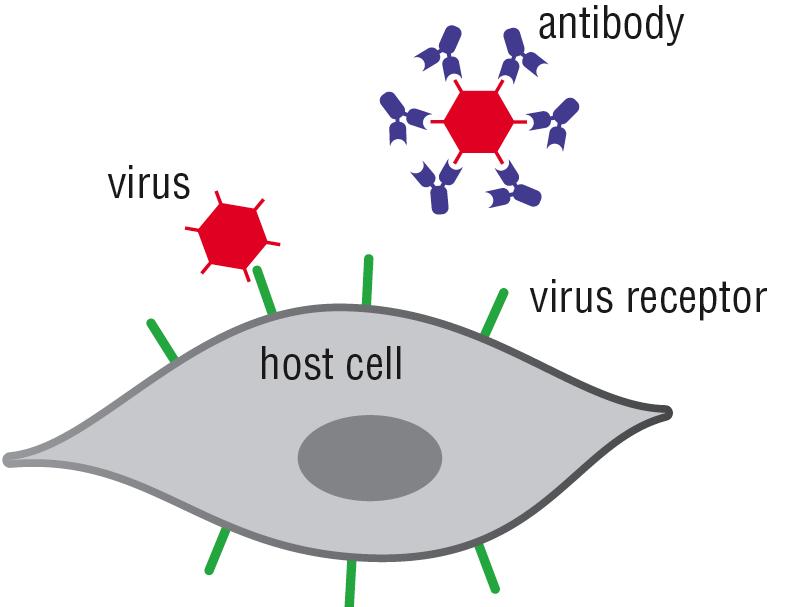 Antibodies can be