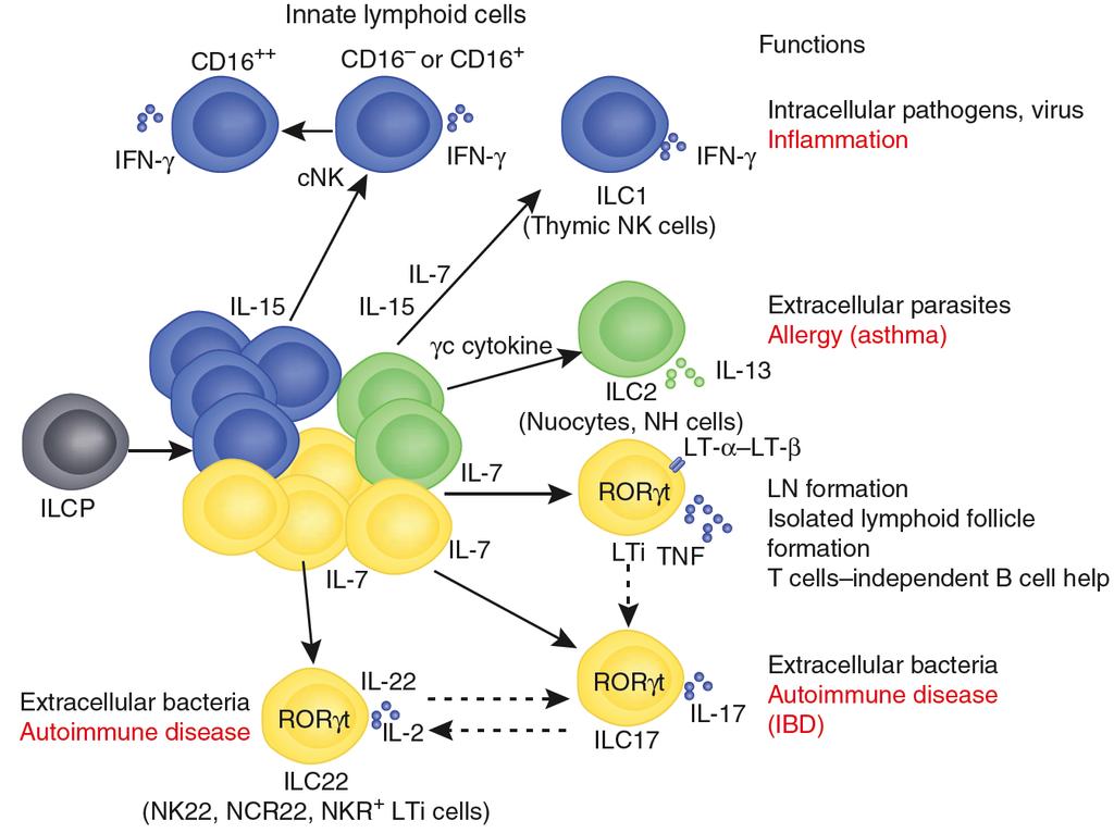 Innate Lymphoid Cells: Parallels to T cell subsets IL-