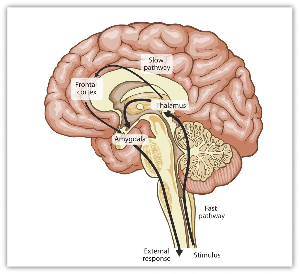 Brain s pathways for emotions: in the two track brain, sensory input may be routed (a) to the cortex (via the thalamus) for