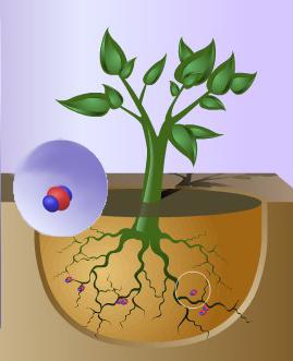 Phytoremediation of Organic Compounds Phytodegradation: Plants directly degrade contaminants using their own Enzymatic processes