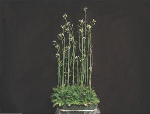 Plant Transformation Arabidopsis was