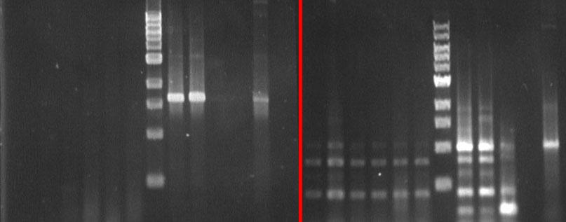 RT-PCR screening of Putative Transgenic Arabidopsis Plants for PI-cgt expression cgt primers