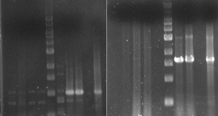 RT-PCR screening of Putative Transgenic Tobacco Plants for PI-cgt expression RNA controls PC lines