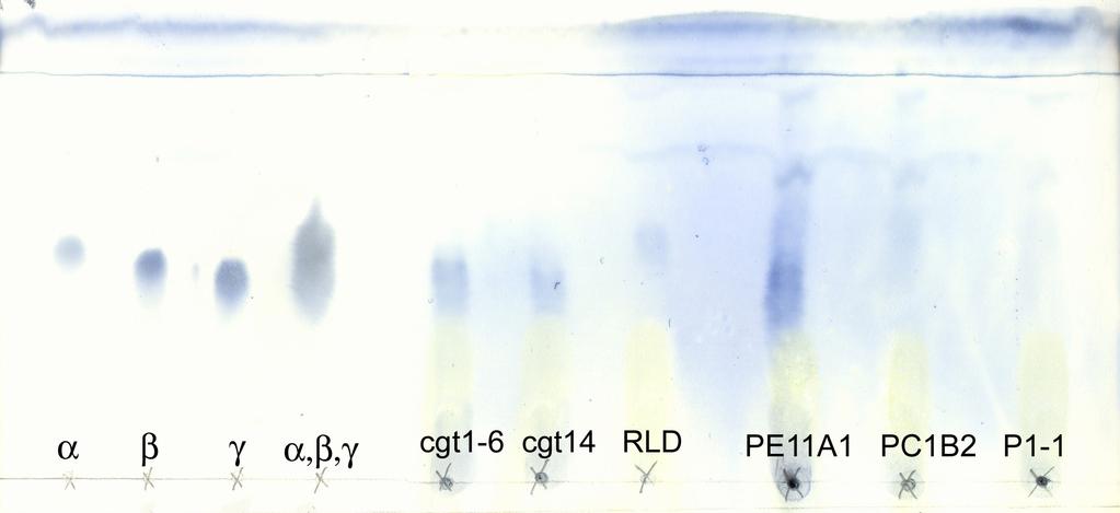 TLC of Cyclodextrins produced by plants 2μl spotted 4 times, mobile phase was