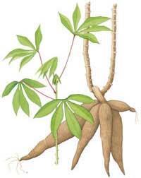 Cassava, Africa s best kept secret EASY TO GROW ALL YEAR ROUND HIGH YIELDING GOOD QUALITY STARCH BUT: ROTS