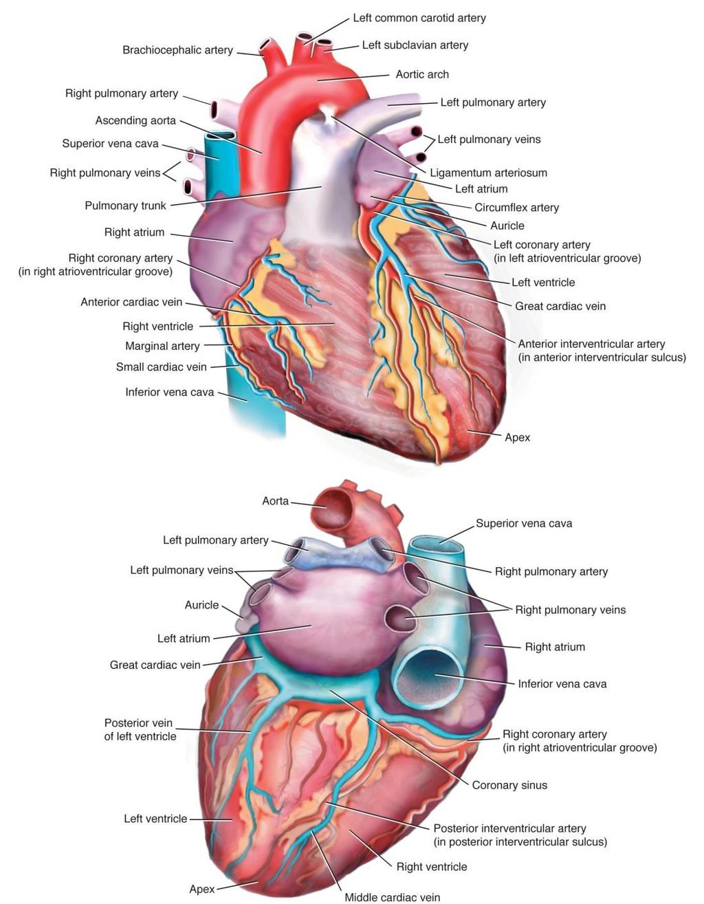 The Heart Fig. 5-2.