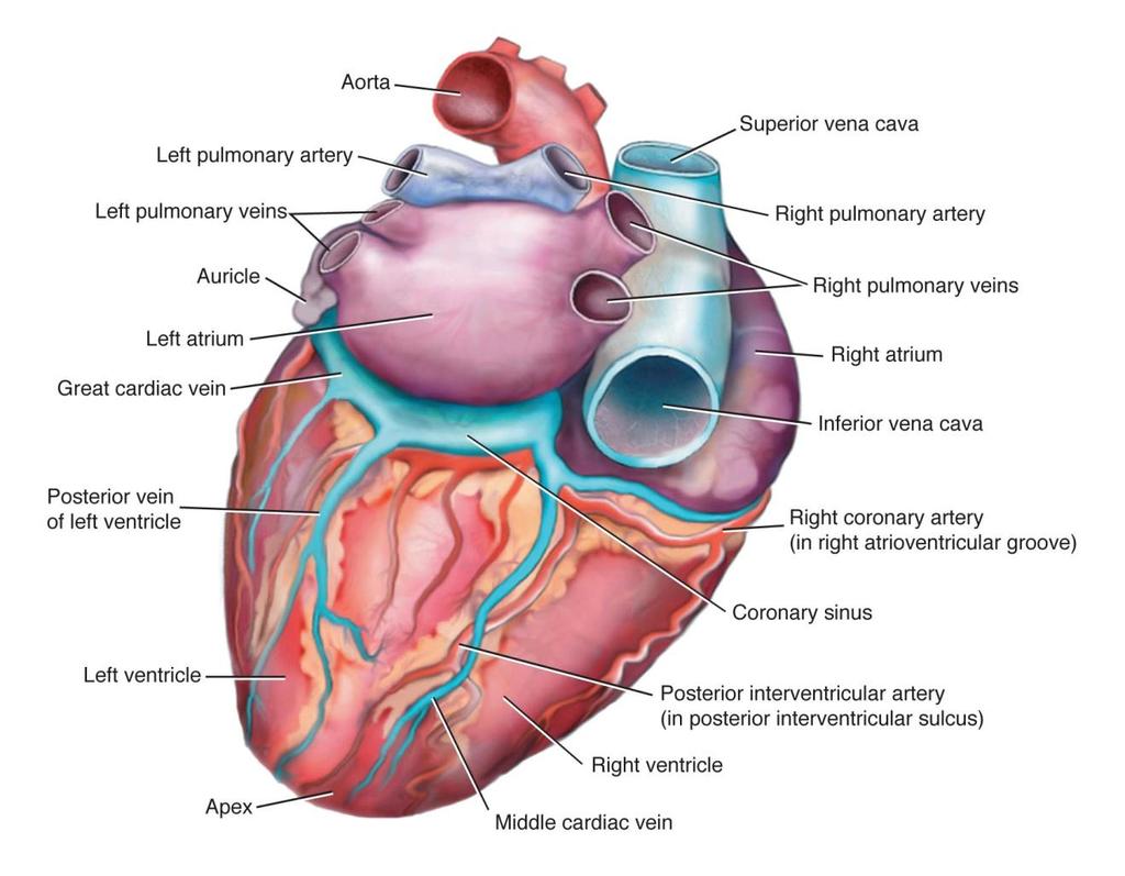 Posterior View of Heart Fig. 5-2.