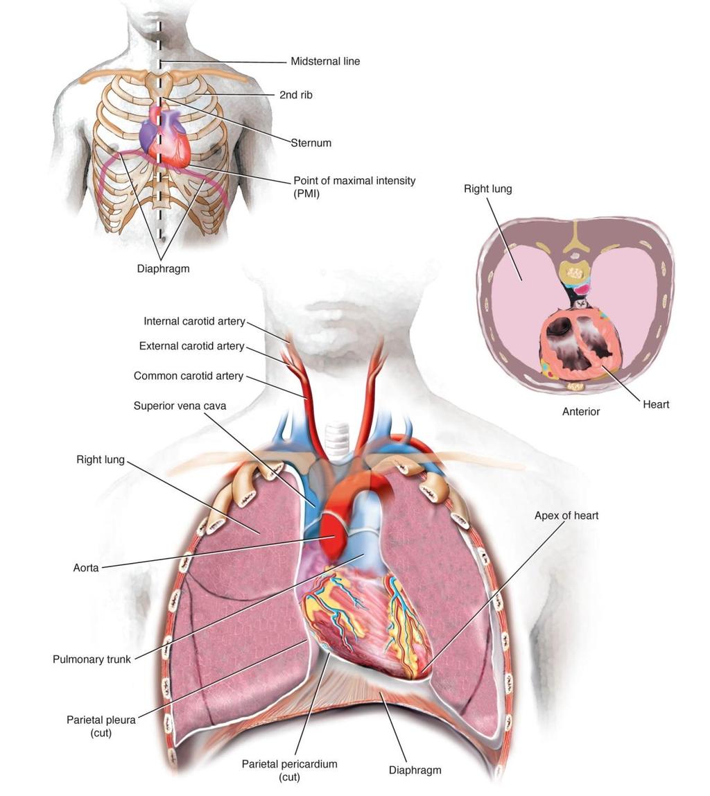 Relationship of Heart to Other Body Parts Fig. 5-3. (A) the relationship of the heart to the sternum, ribs, and diaphragm.