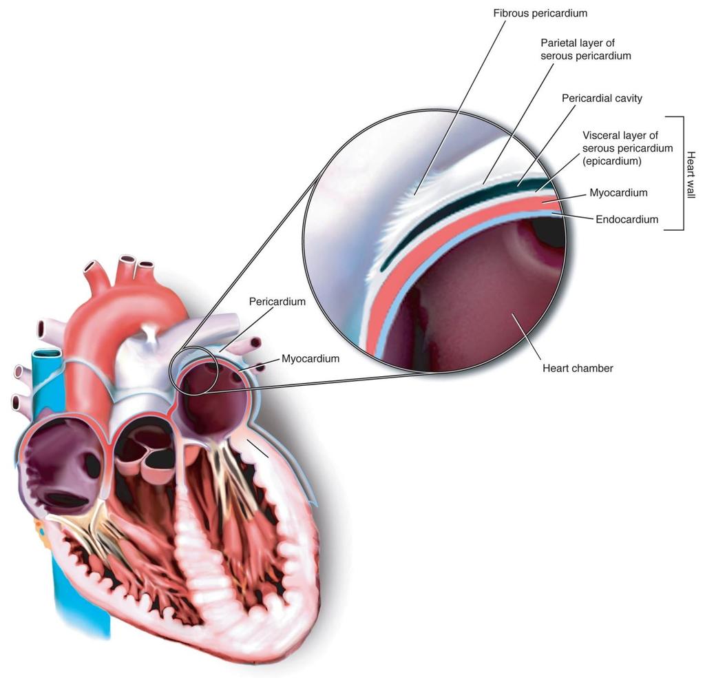 Layers of the Pericardium and Heart Wall Fig. 5-4.