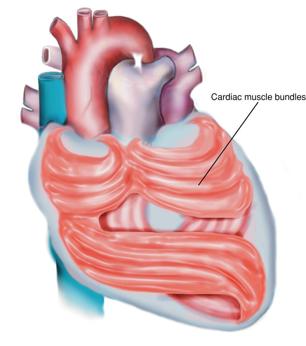 Cardiac Muscle Bundles Fig. 5-5.