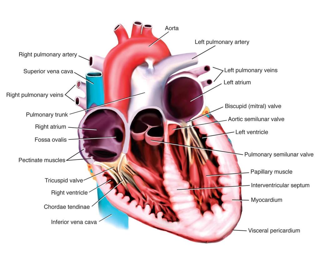 Chambers and Valves of the Heart Fig. 5-7.