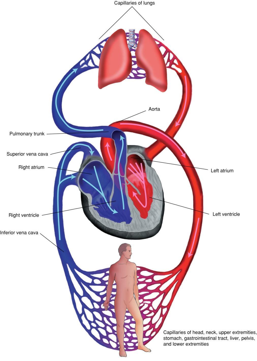 Pulmonary and Systemic Circulation Fig.
