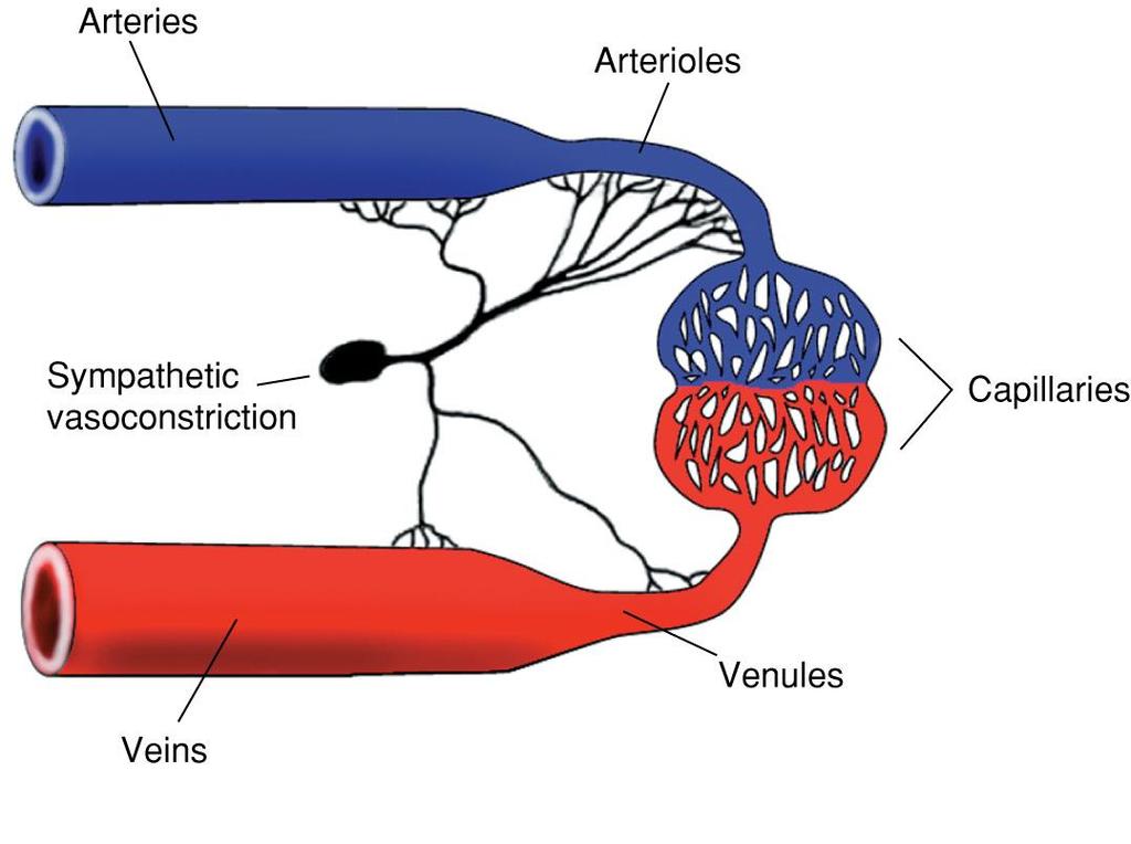 Neural Control and the Vascular System Fig. 5-9.