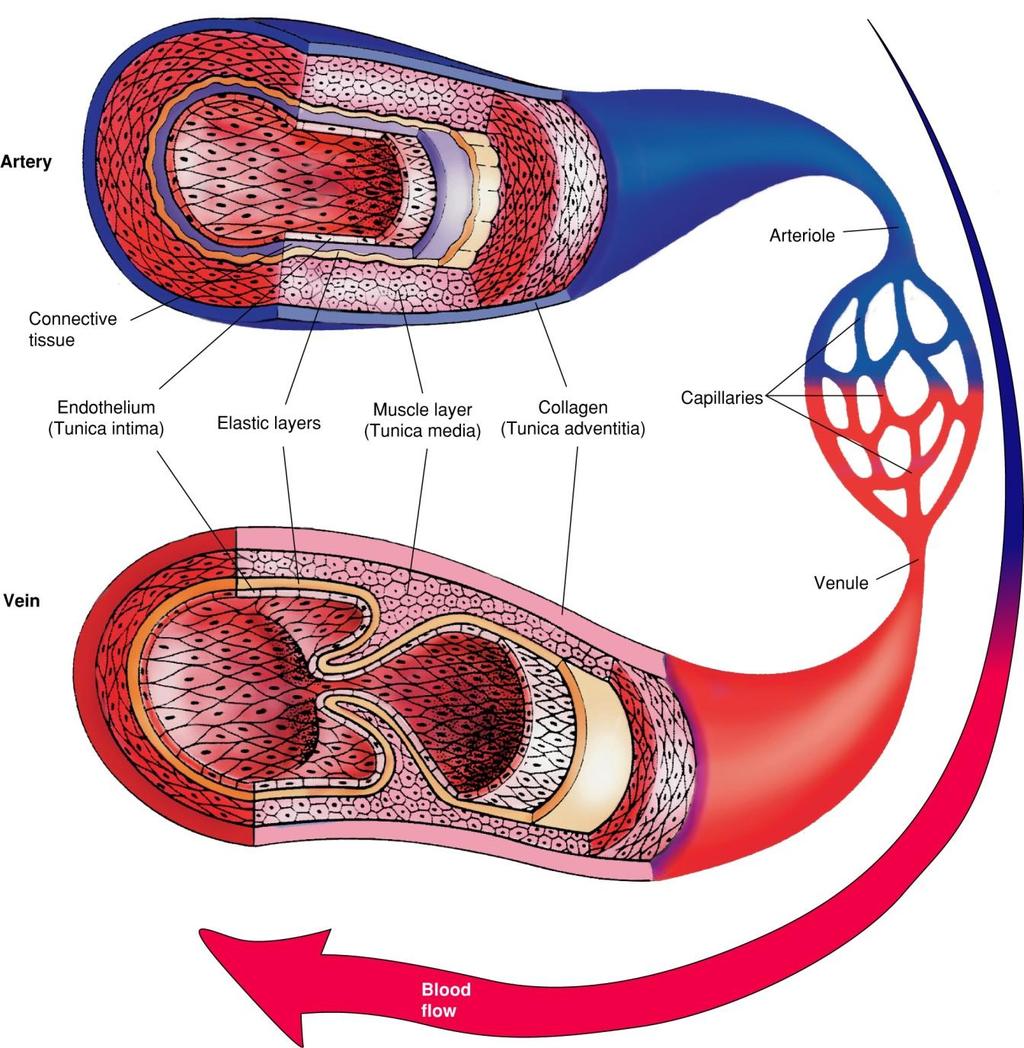 Components of the Pulmonary Blood Vessels Fig.