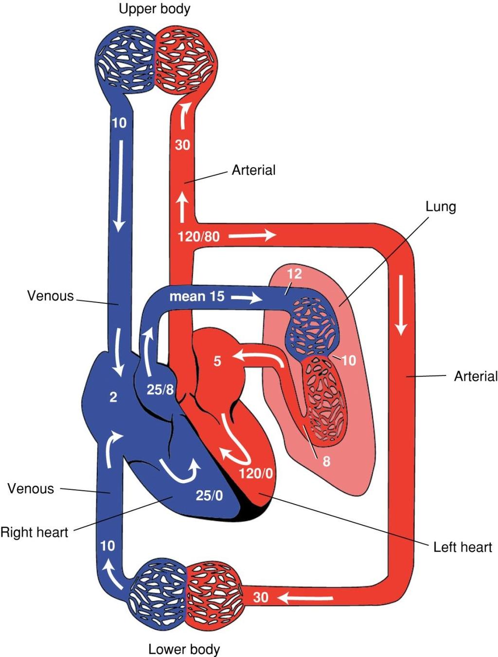 Mean Intraluminal Blood Pressure Fig. 5-14.