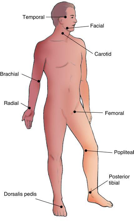 Major Arterial Pulse Sites Fig. 5-15.