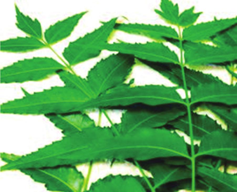 indica, Meliaceae Leaves Antimicrobial, antiseptic, antidandruff A. vera A.