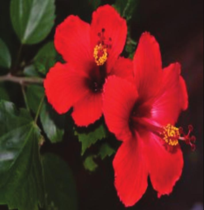 indica: Azadirachta indica, A. barbadensis: Aloe barbadensis, H. rosa sinensis: Hibiscus rosa sinensis, A.