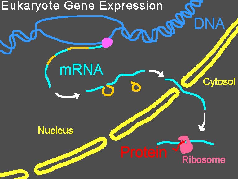 Metabolic Flux: (6) Gene Expression - In response to metabolic needs, the cellular concentrations of many