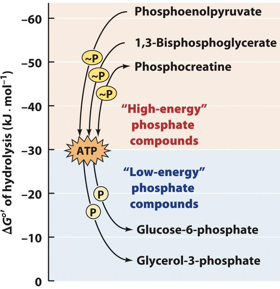 Flow of Phosphoryl Groups to and from ATP Glycolytic intermediates Energy reservoir in skeletal muscle and brain