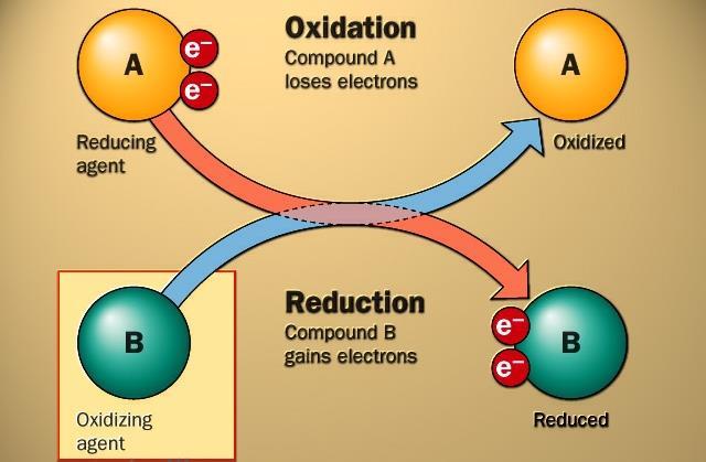 Oxidizing and Reducing Agents Reducing agent (electron donor) loses electrons (or hydrogen) and becomes oxidized (its oxidation state increases!