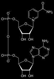 Redox Players: NAD + STRUCTURE Nicotinamide REDUCTION Phosphoanhydride bond Ribose Ribose Adenine phosphorylated in NADP Nicotinamide adenine dinucleotide (NAD + ) - Only the nicotinamide moiety of