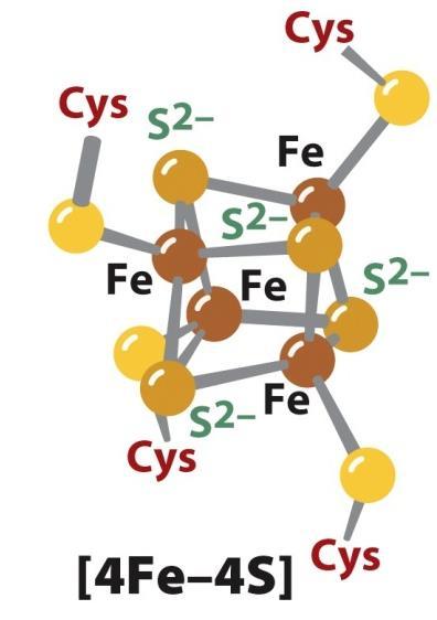 Redox Players: Fe-S Clusters - Iron-sulfur (Fe-S) clusters are comprised of iron ions bridged between sulfide ions and further coordinated by either
