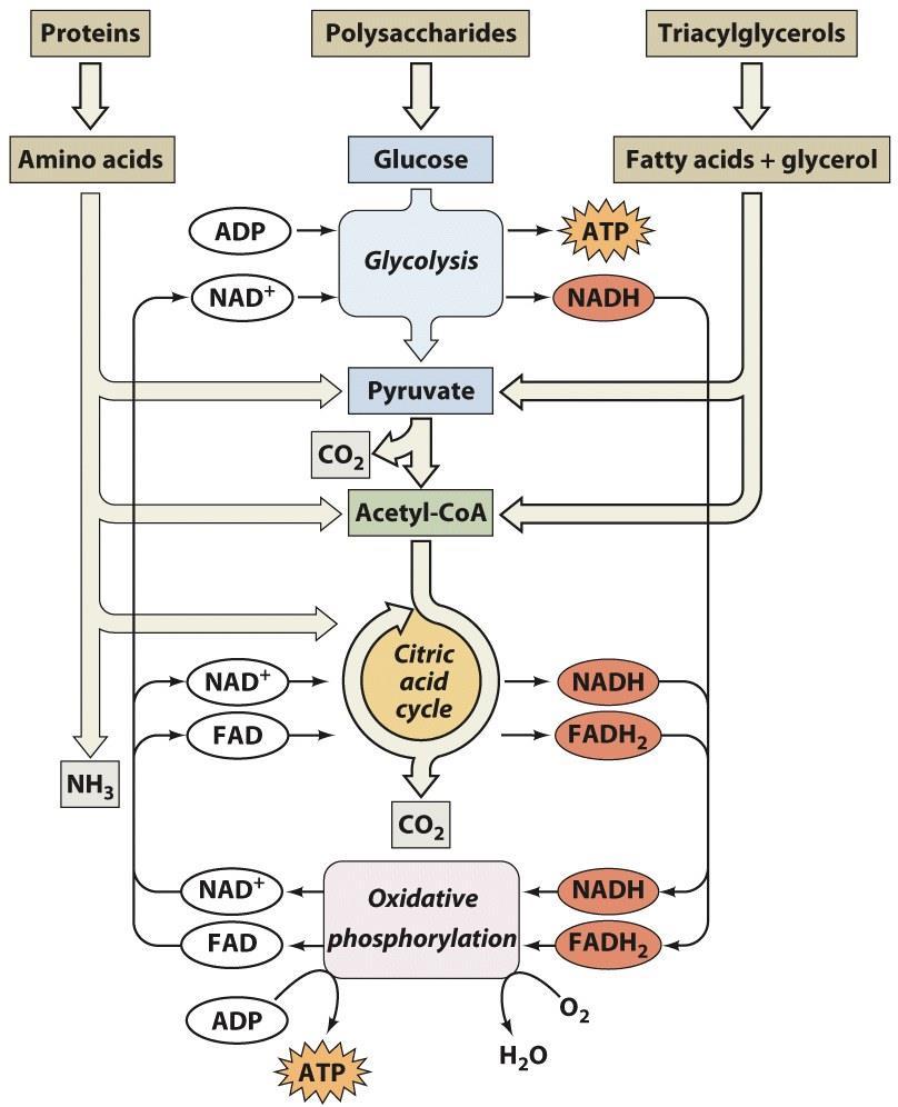 Overview of Catabolism - Catabolism of macronutrients (eg proteins, polysaccharides and triglycerides) usually converges on acetyl-coa where CoA is coenzyme A - Acetyl-CoA is then