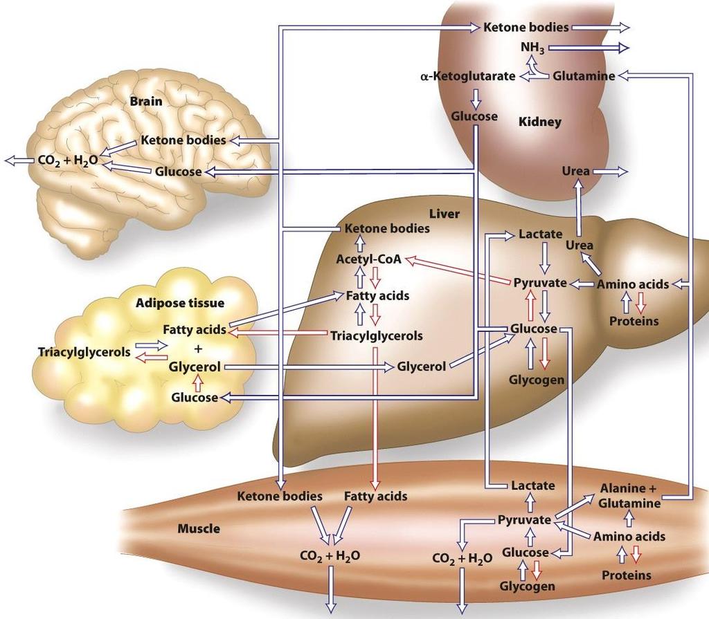 Organ-Specific Sources of Energy Major organs are specialized in their ability to generate energy