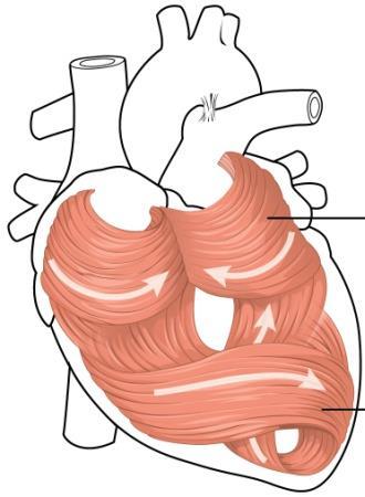 bodies Heart Muscle - Fatty acids - Ketone bodies Erythrocyte Erythrocytes (no mitochondria!