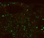 expression by confocal microscopy.