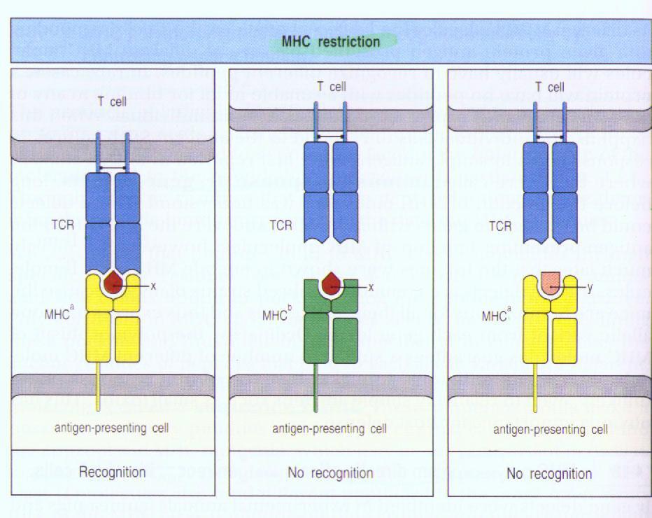 The αβ TCR recognizes peptide antigens that are displayed by major histocompatibility complex (MHC) molecules on the surfaces of antigen-presenting cells (APCs).