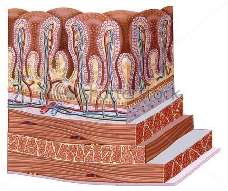 The following is a diagram of the layers of the stomach wall.