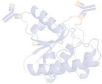 YMC applications for SEC Glycine oligomers Peptides 1. Pentaglycine 2. Triglycine 3. Glycine 1. Insulin (Bovine) 2. Neurotensin 3. Angiotensin II 4. Glycine Column: YMC-Pack Diol-60, 500 x 8.