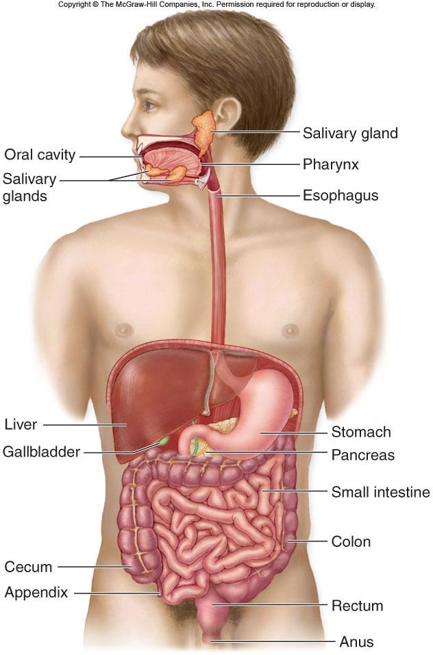 -Mouth and pharynx = Entry -Esophagus = Delivers food to stomach -Stomach = Preliminary digestion -Small intestine = Absorption -Large intestine =