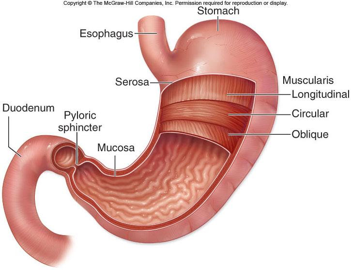 The Stomach The Stomach The stomach is the saclike portion of tract -Has convoluted surface, allowing expansion -Contains an
