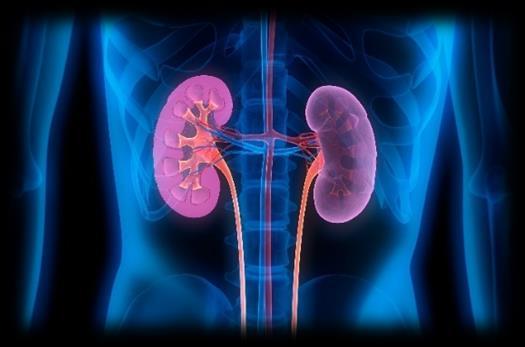 -Kidney functions: - The kidneys serve three essential functions: 1.