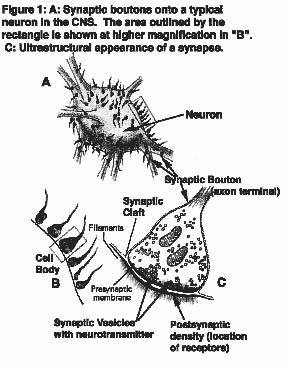 Lecture 2 Neurohistology II: Synapses, Meninges, & Receptors Overall Objectives: To understand the concept of the synapse; to understand the concept of axonal transport; to learn to identify the