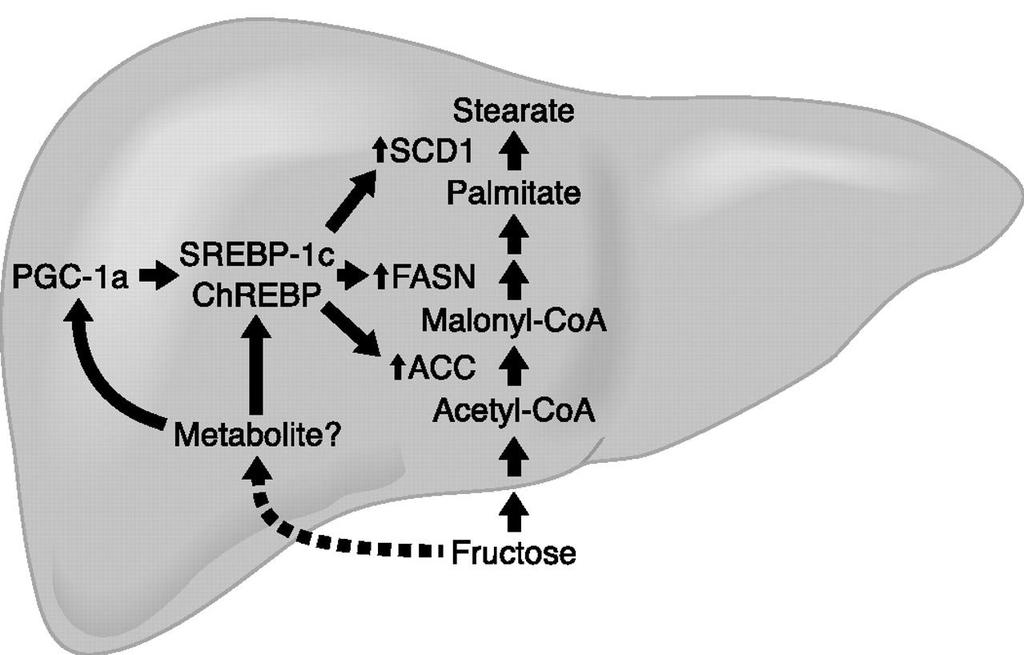 Mechanisms for fructose-induced de novo lipogenesis Stimulation of FA synthesis 1) Unregulated