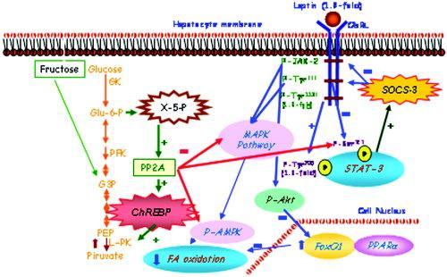 Proposed effects of fructose ingestion on liver leptin signal transduction pathway Suppressor of cytokine signaling 3 (SOCS 3) and a deficit of