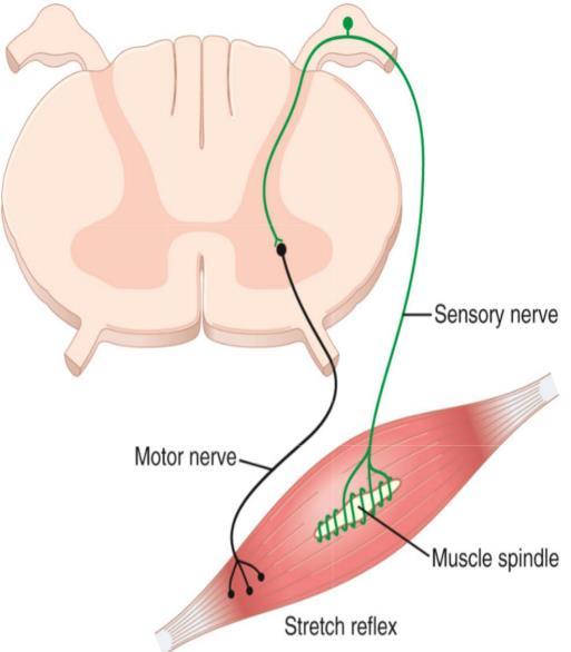 Components of the Stretch Reflex Arc Sensory Receptor : muscle spindle Afferent (group Ia &II afferents) Integrating center (spinal cord) AHC -alpha motor neurons synapse with the afferent sensory