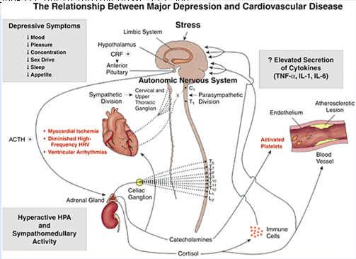 Goals 1. Does depression negatively impact patients with coronary artery disease? 2. Does depression negatively impact patients with peripheral artery disease?