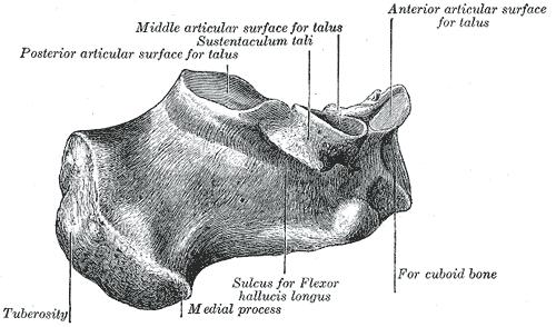 Anatomy of the Calcaneus http://education.