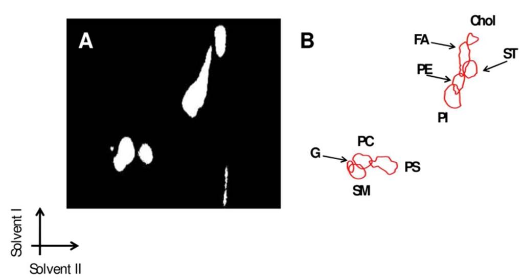 Paglia 2010 2D DESI MS of lipids Optical image DESI MS image FA = fatty acids; Chol = cholesterol; ST = sulfatides; PE =