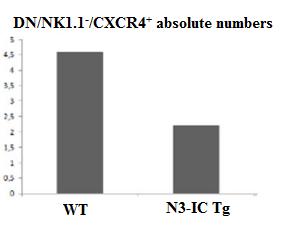 Figure 18: CXCR4 expression in DN thymocytes, excluding the NK cells (DN/NK1.1 - ). Each sample (8x10 5 cells) was stained with anti-cd4, anti- CD8, anti-nk1 and then with anti-cxcr4 PE or IgG2b PE.