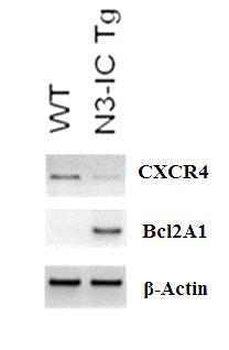 To determine if the mechanism of reduction of CXCR4 was cell-autonomous, we analyzed mrna expression of this receptor in DN cells.