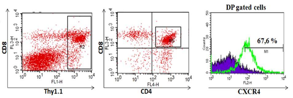 Figure 29: Distribution of the four T-cell subpopulations in spleens of WT and N3-IC Tg mice. Spleen cells were harvested from the same animals we used for the study of thymocytes.